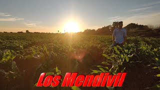 Los Mendivil 2020.- Canción: No Cumplí Mi Juramento