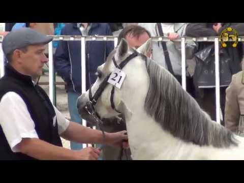 POKAZ OGIERÓW RASY KUC WALIJSKI I KONIK POLSKI