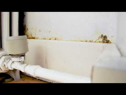 Stop gegen Schimmel Nr.09 Geiger Chemie