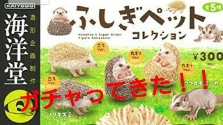 【ガチャ】『カプセルQミュージアム ふしぎペットコレクション 』をガチャってきた！