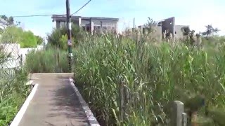 Fire Island Pines & Cherry Grove Boardwalks