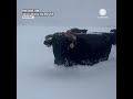 Holy Cow! Snow Buries Cows in New Mexico