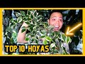 10 hoyas you need to get 🌱 my favourite hoyas variegation u0026 splashy leaves indoor houseplants