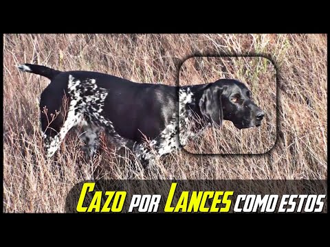 CODORNICES de otro planeta. VIDEO de Caza ¡BESTIAL!