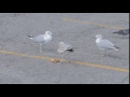 Parking Lot Gulls