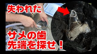 失われたサメの歯の先端を探せ！