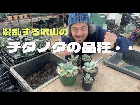 園芸 ドワーフアガベ、ミニチュアアガベ