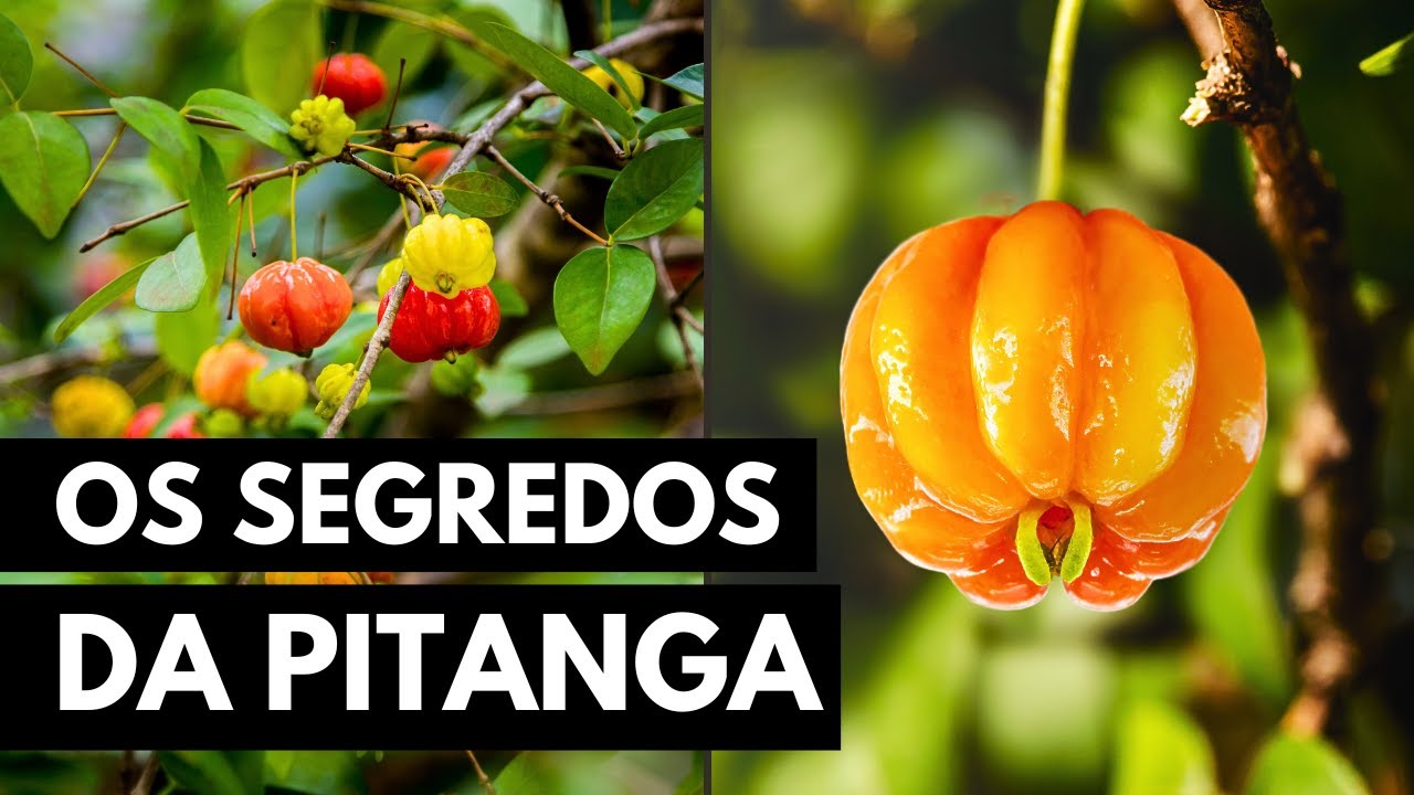 PITANGA: UMA PLANTA COM MIL BENEFÍCIOS
