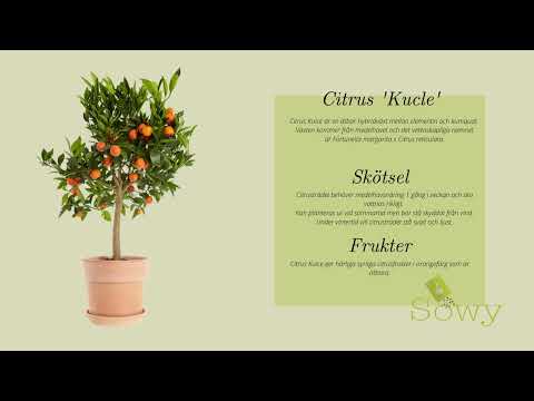 Dags att plantera citrusträd hemma