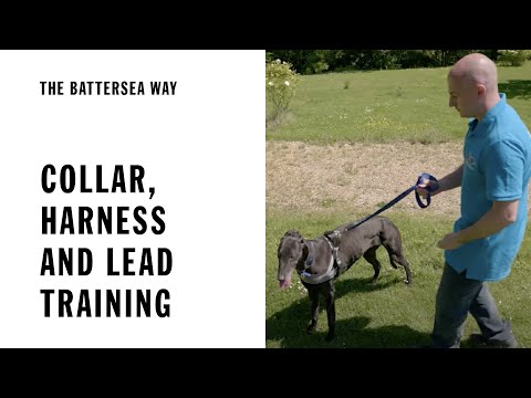 Collar, Lead and Harness Training | The Battersea Way