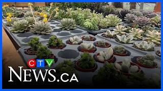 Quebec's growing illegal plant trade a cause for concern