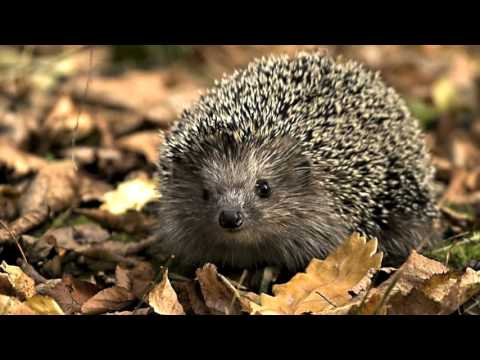 Kijk eens, het is herfst