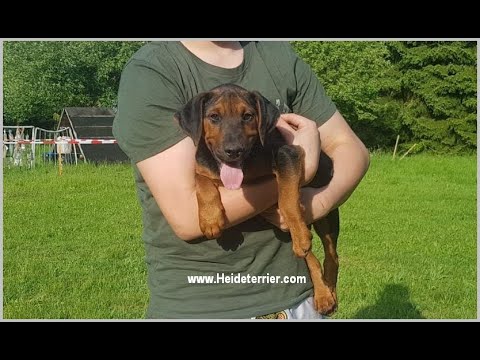 Heideterrier Rüden-Welpe  / Erika & Boris von der Lönsmeute / Saujagd / Pohlmeyer / Schwarzwildmeute