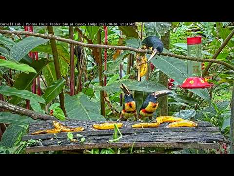 A Flock Of Collared Aracaris Feast on Fruit  | October 6  2022