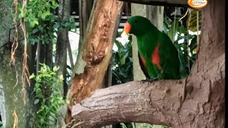 Download lagu BURUNG BAYAN JANTAN GACOR COCOK UNTUK PIKAT (Eclectus roratus)/PARROT mp3