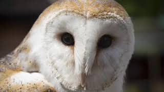 Erinnerungen an die Zukunft - DIE BOTSCHAFT DER SCHNEEULE