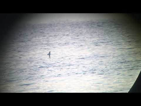 Phalaropus fulicarius (grey phalarope/brednäbbad simsnäppa) @ Gislövs hammar, Skåne 2020