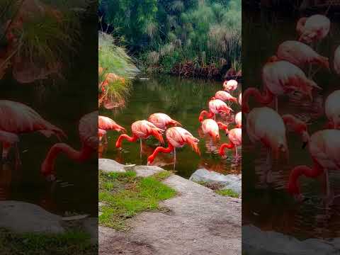 Tujh Bin #shortsfeed #butter #nature #music #love #shorts #viral #viralmusic #flowers #travel #song