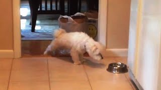 Dogs Who Are Afraid of Floors