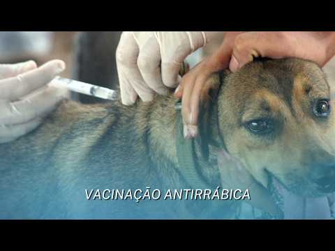 Campanha de vacinação antirrábica começa pela zona rural e deve imunizar quase 12 mil animais em Juína