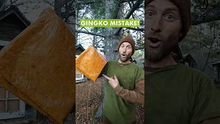 Gingko Foraging Mistake!