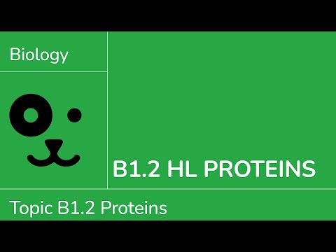 B1.2 HL Proteins [IB Biology HL]
