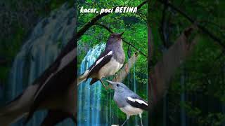 Download lagu kacer BETINA cocok buat pancingan agar cepat gacor mp3 Download lagu kacer BETINA cocok buat pancingan agar cepat gacor mp3
