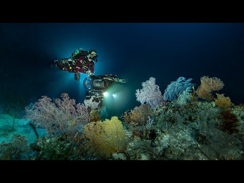 Tubbataha Reefs Deep Dive Expedition | Gombessa Expeditions - Blancpain
