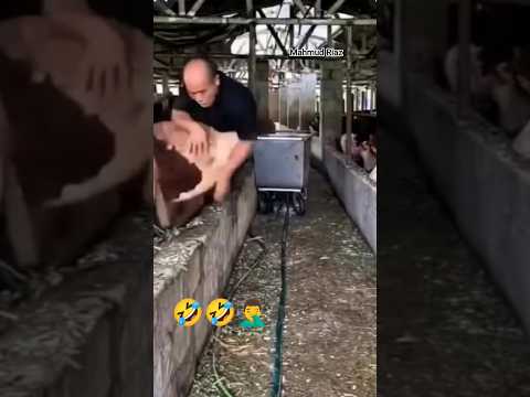 #horselov #horse #sansansehorhorse #horsecare #trend_diary #funny #horselove #automobile #horseridin