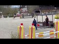 Merrie Duitse rijpony Te koop 2019 Donker bruin / bai , Kantje’s Carlando