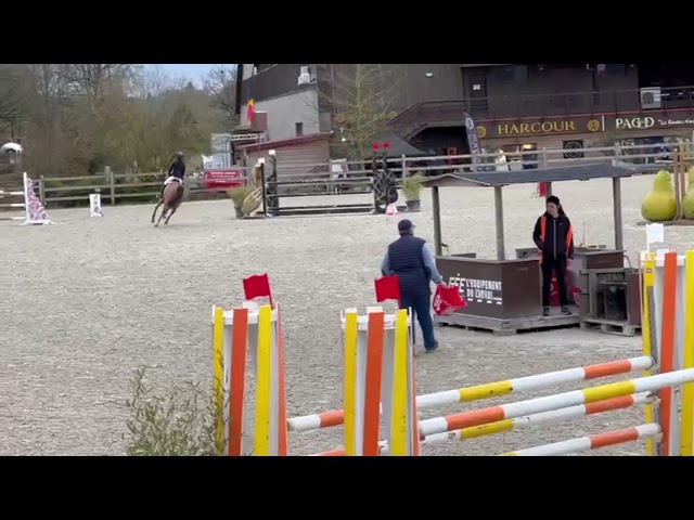 Merrie Duitse rijpony  Te koop 2019 Donker bruin / bai ,  Kantje&rsquo;s Carlando