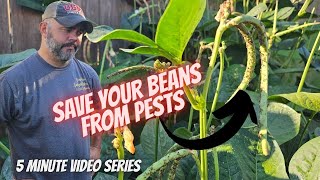 Tuesday Growing Tip: Beans & Pests || DHBG