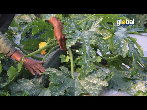 সাড়া ফেলেছে স্কোয়াশ চাষ | Global TV News
