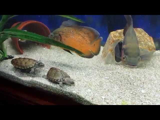Chris X, aquarium,Feeding tropical fish & turtles nightcrawlers