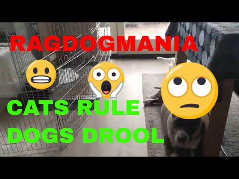 Ragdolls Rule Dogs Drool