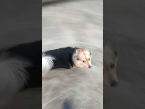 Roze 5 yearS old indian SpieG pappy