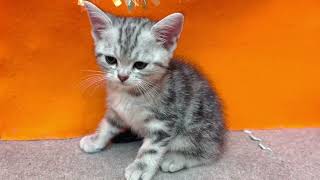 アメリカンショートヘアの動画01