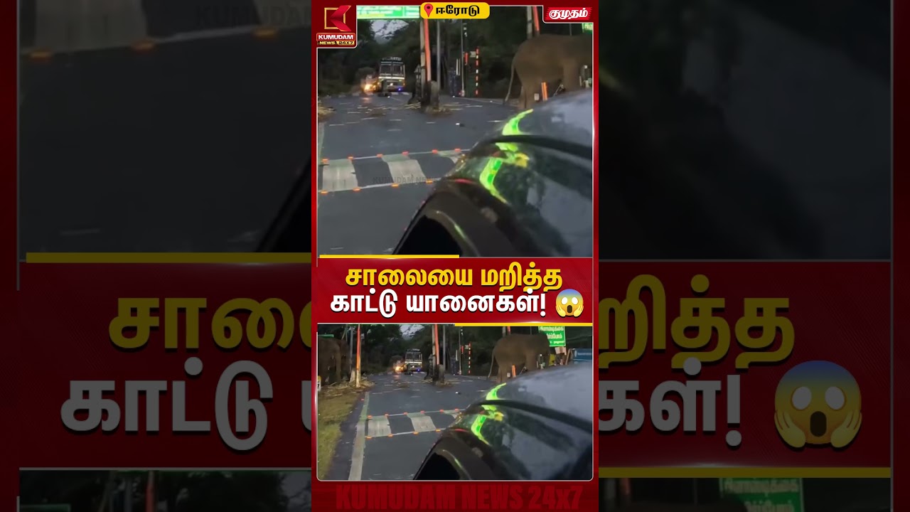சாலையை மறித்த காட்டு யானைகள்! Erode | Elephant | Kumudam News #shorts சாலையை மறித்த காட்டு யானைகள்! Erode | Elephant | Kumudam News #shorts