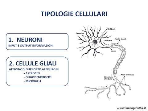 1. The nervous system and its cell types