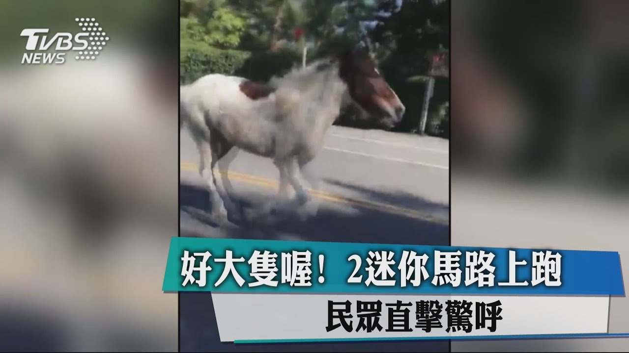 好大隻喔!2迷你馬路上跑 民眾直擊驚呼