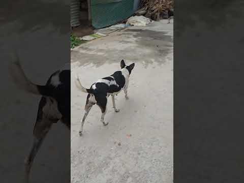 dogs 🐕🐶🐕🐶