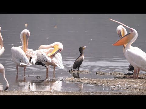 Amazing Numbers of Great White Pelicans at Lake Nakuru, Kenya