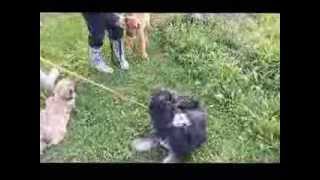 Lenny beim Training September 2013