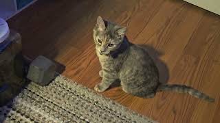 boring bopa @bopacat25#smartcat