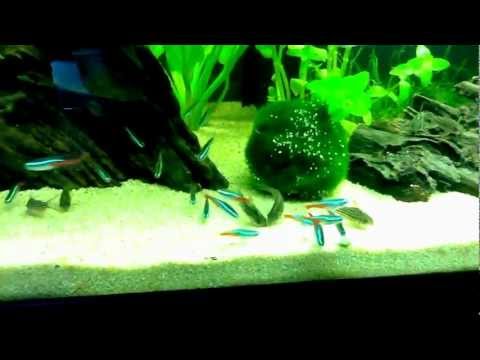 pourquoi j'ai de la mousse dans mon aquarium