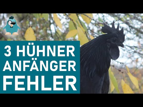 3 Hühner Anfängerfehler die nicht einfach zu korrigieren sind #Hühnerhaltung #Anfänger