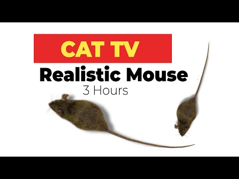 CAT GAMES - Realistic Mouse  HD - 3 HOURS (Video for Cats & Dogs to watch)