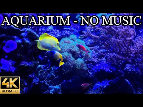 Coral Reef AQUARIUM 4K | Water Sounds for Meditation Relaxation Sleeping NO Music NO Ads - 8 Hours