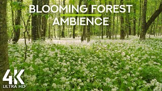 Download lagu 8 HOURS Birds Singing in Russian Summer Forest - 4K Nature Soundscapes for Relaxation and Sleep mp3