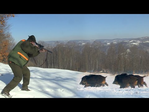 Hunting Serbia - Wild boar hunting | Lov divlje svinje Mali Zvornik - Crni Vrh | Caccia ai cinghiali
